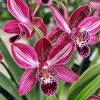 gocsejwebaruhaz-gyemantszemes-kirako-zcq897-1-pillango-orchidea